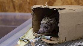 קיפוד חולה, צילום: מטיאס טרוגר